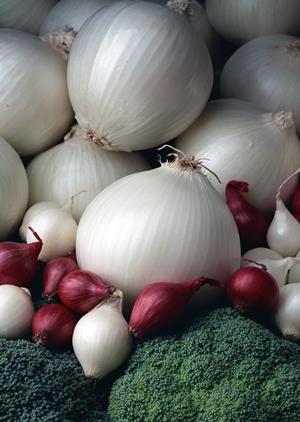 恵比寿で見つける絶品和食：2026年最新版のグルメガイド